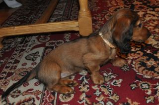 Jamnik d�ugow�osy